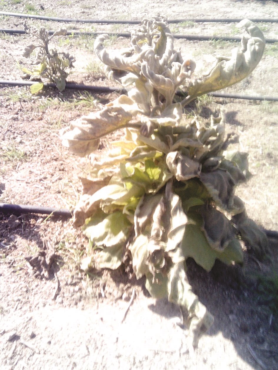 u0627u0644u0646u0628u0627u062au0627u062a u062au0623u062bu0631u062a u0628u0645u0648u062cu0629 u0627u0644u0635u0642u064au0639