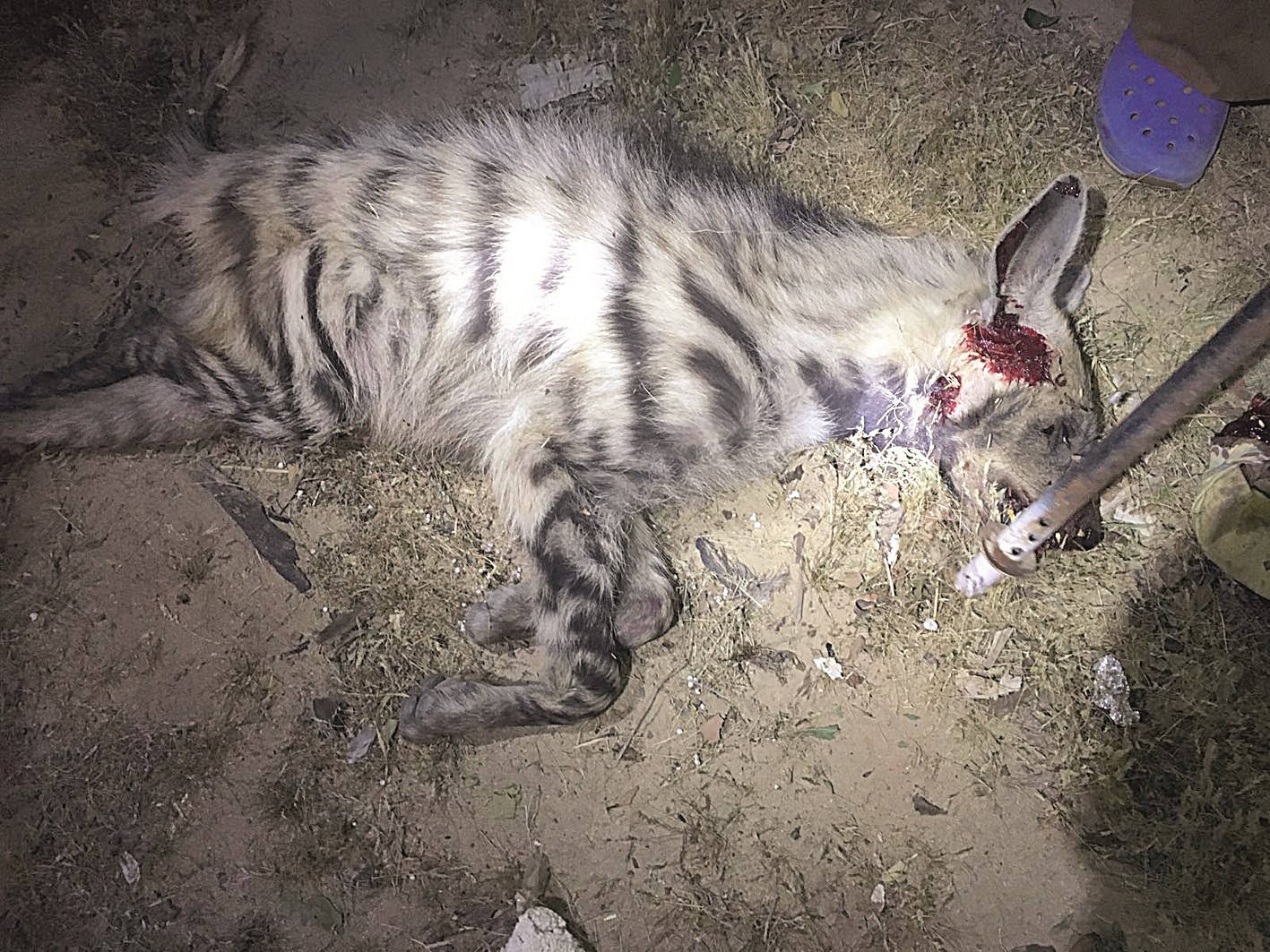 أم أقوى فكّ...صريعة