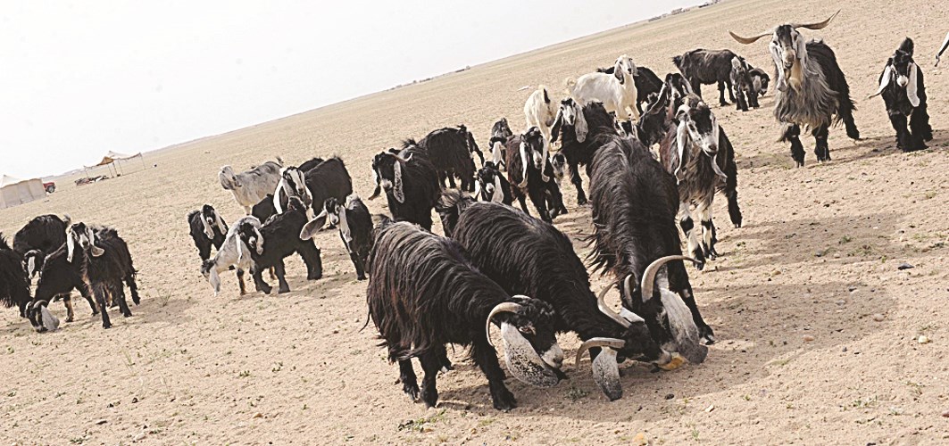 الحلال يرعى داخل اللياح