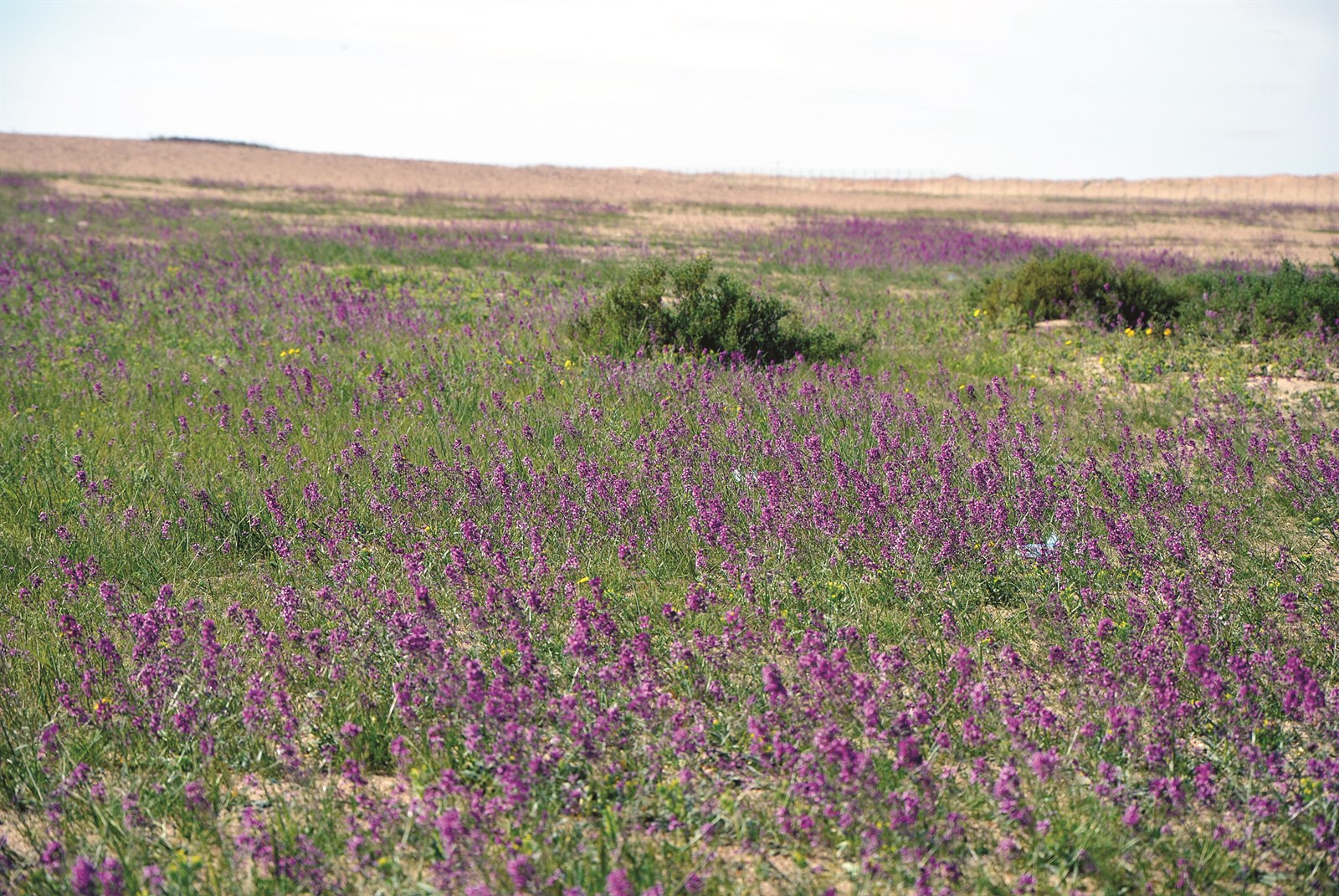 u0632u0647u0648u0631 u0648u0623u0631u0636 u062eu0636u0631u0627u0621 u0641u064a u0627u0644u0645u062du0645u064au0629