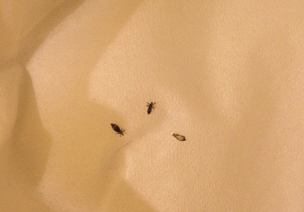 ثلاث قملات اشتراها محرر «الراي» بأربعة دنانير