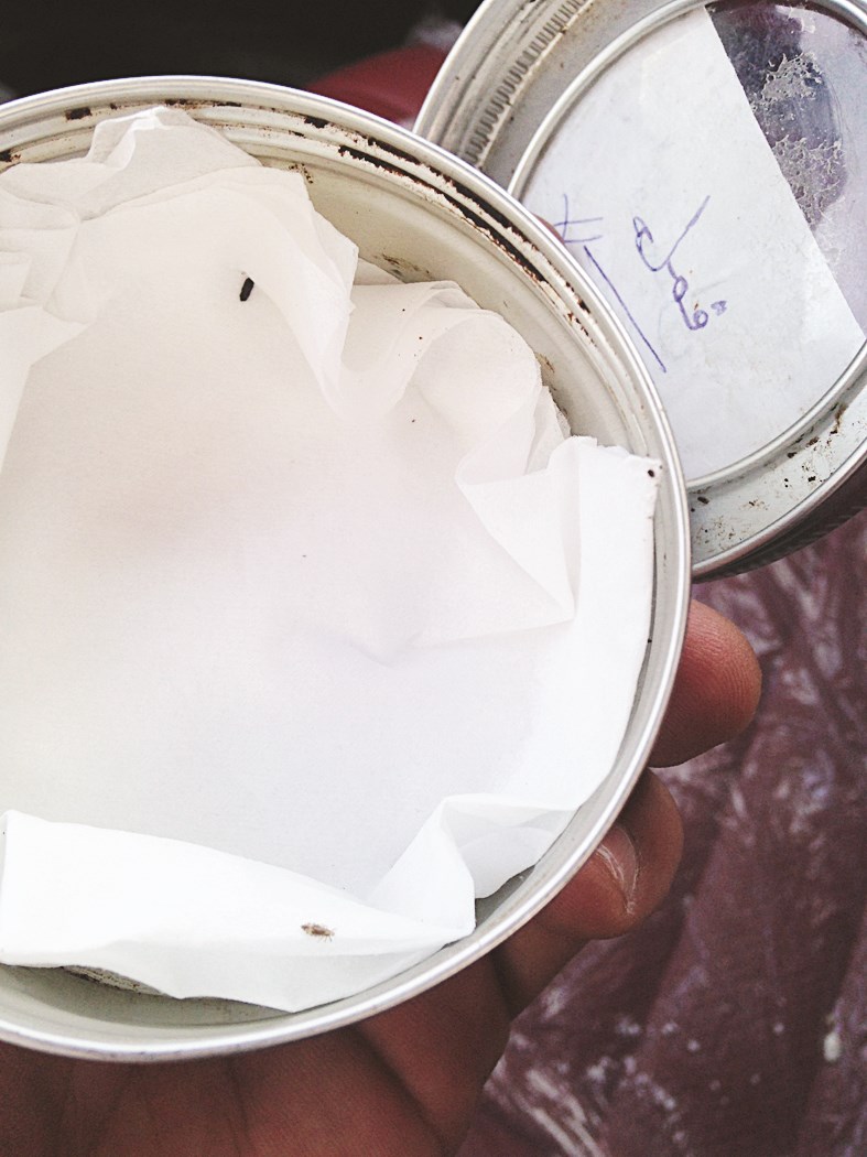 العلبة التي تحتوي طلبية القمل