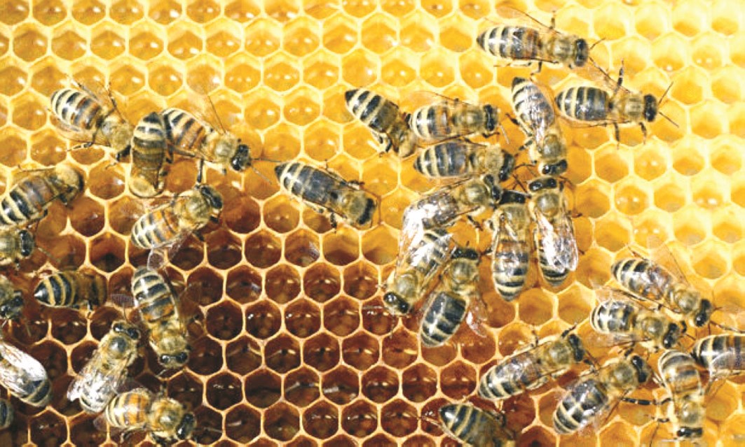 u0627u0644u0646u062du0644u0629 u062au0639u0644u0645u0646u0627 u062du0628 u0627u0644u0648u0637u0646 u0641u0647u064a u0644u0627 u062au062au0631u0643 u0628u064au062au0647u0627 u0625u0644u0627 u0644u0644u0636u0631u0648u0631u0629 u062bu0645 u062au0631u062cu0639 u0625u0644u064au0647 u0645u0646 u0645u0633u0627u0641u0629 u0628u0639u064au062fu0629