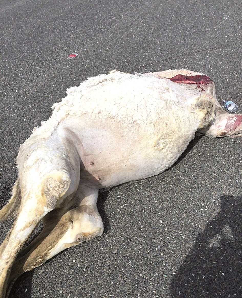 u0627u0644u0628u0639u064au0631 u0646u0627u0641u0642u0627u064b