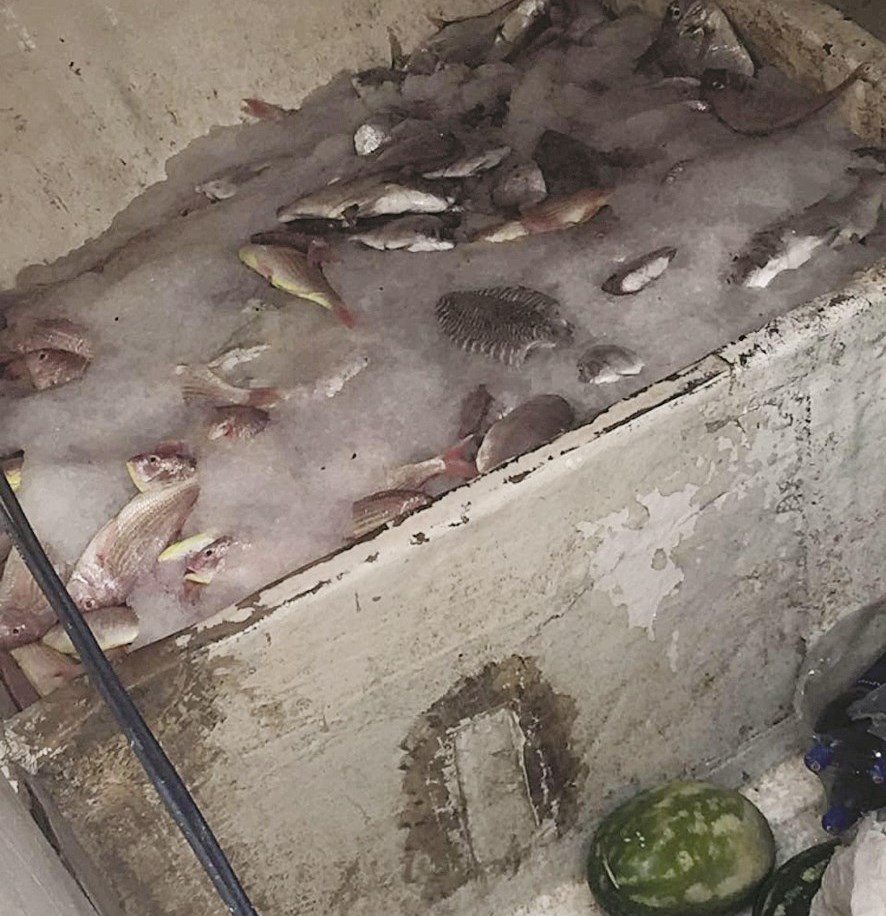 u0627u0644u0633u0645u0643 u0628u064au0646 u0627u0644u062bu0644u062c u064au0646u062au0638u0631 u0627u0644u0625u0641u0631u0627u062c