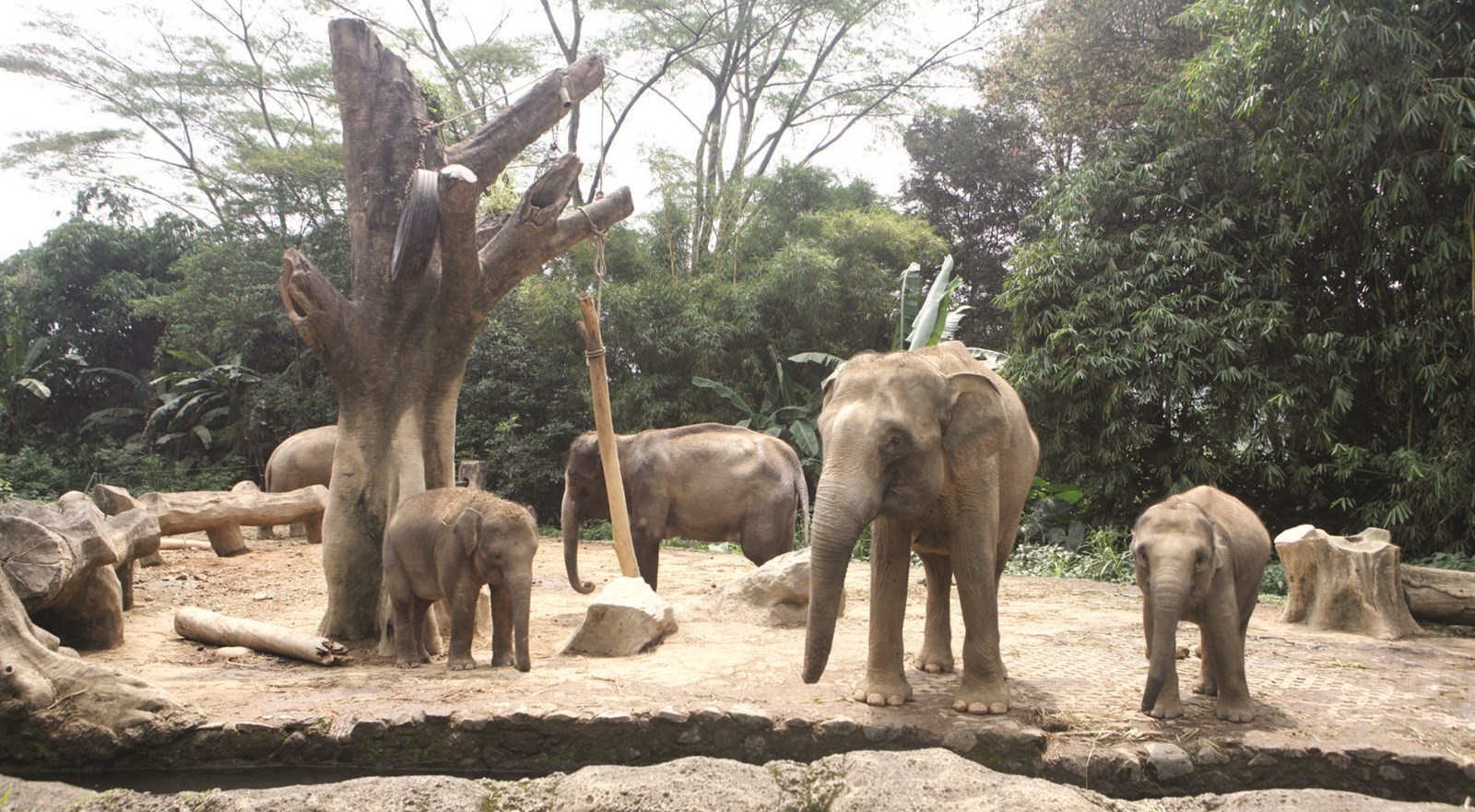 الفيل صديقي... في سفاري إندونيسيا