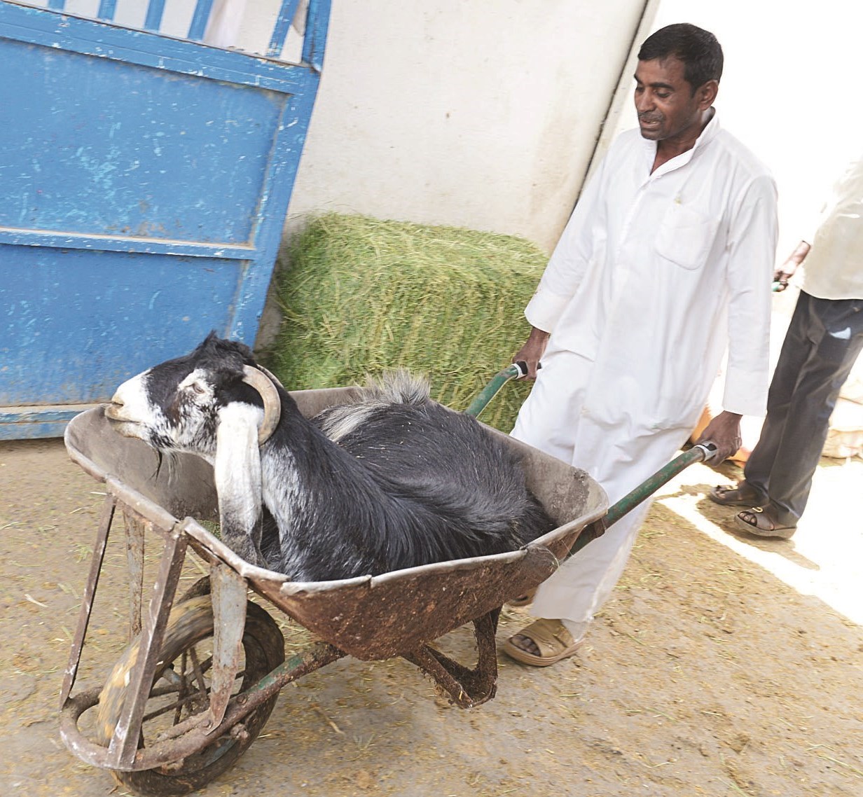 ماعز مريضة ينقلها العامل بالعربة