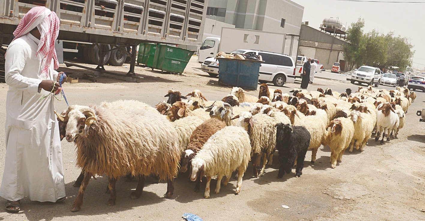 u0646u0642u0644 u0627u0644u0623u063au0646u0627u0645 u0625u0644u0649 u062du0638u064au0631u0629 u0623u062eu0631u0649 u0628u0639u062f u062au0634u0645u064au0639 u0627u0644u0623u0648u0644u0649 (u062au0635u0648u064au0631 u0645u0648u0633u0649 u0639u064au0627u0634)