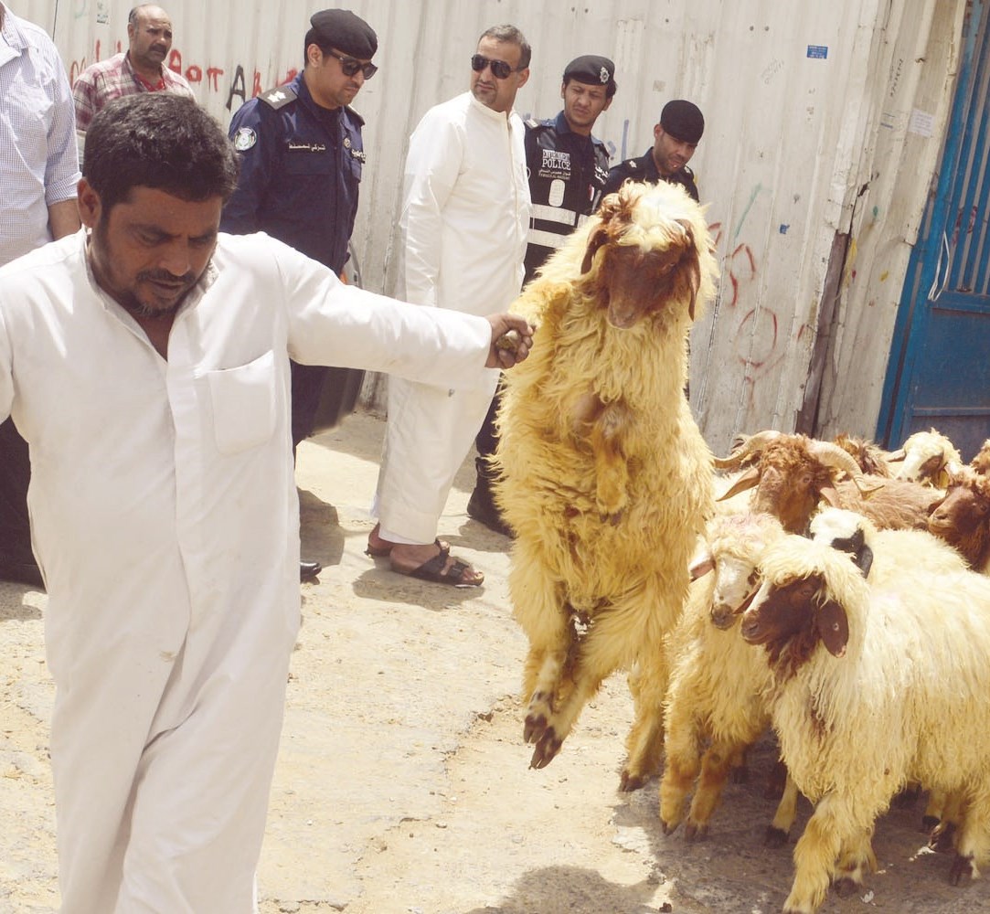 خروف يعاند عامل الحظيرة أثناء إخراجه