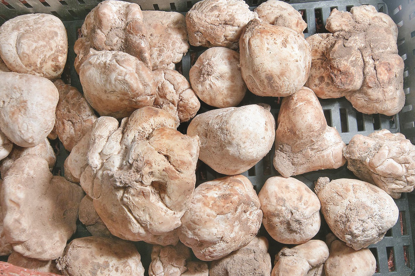 u062au0633u062au0639u0645u0644 u0627u0644u0643u0645u0623u0629 u0643u063au0630u0627u0621 u062cu064au062f