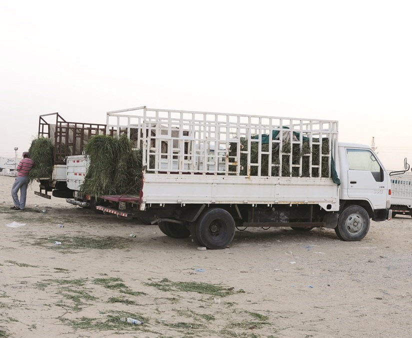 بيع أعلاف على جانب الطريق