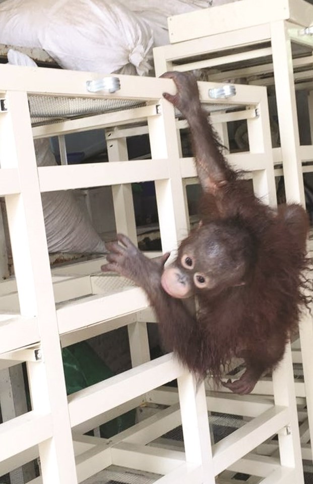 اورانغوتان في مسكنه