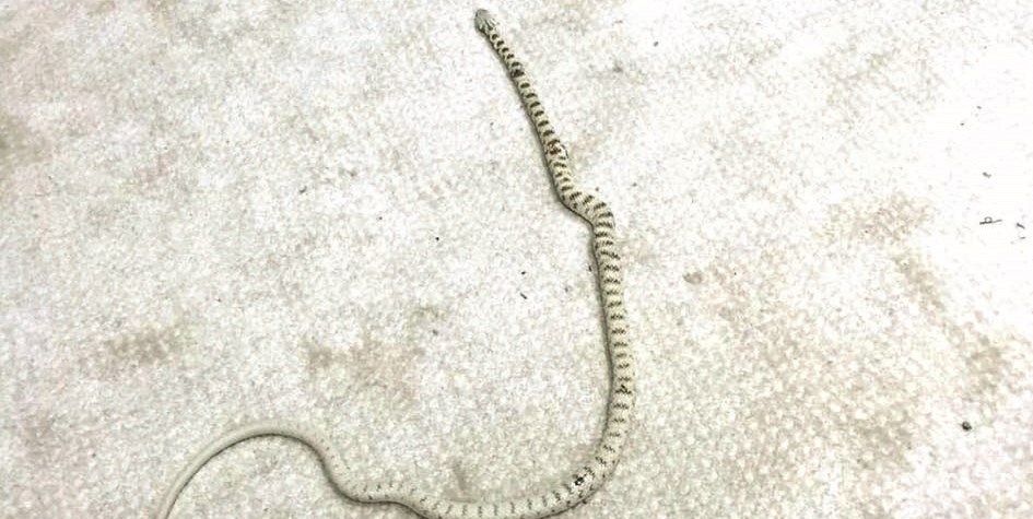 u0627u0644u062bu0639u0628u0627u0646 u0627u0644u0628u0627u062du062b u0639u0646 u0627u0644u0628u0631u0627u062f