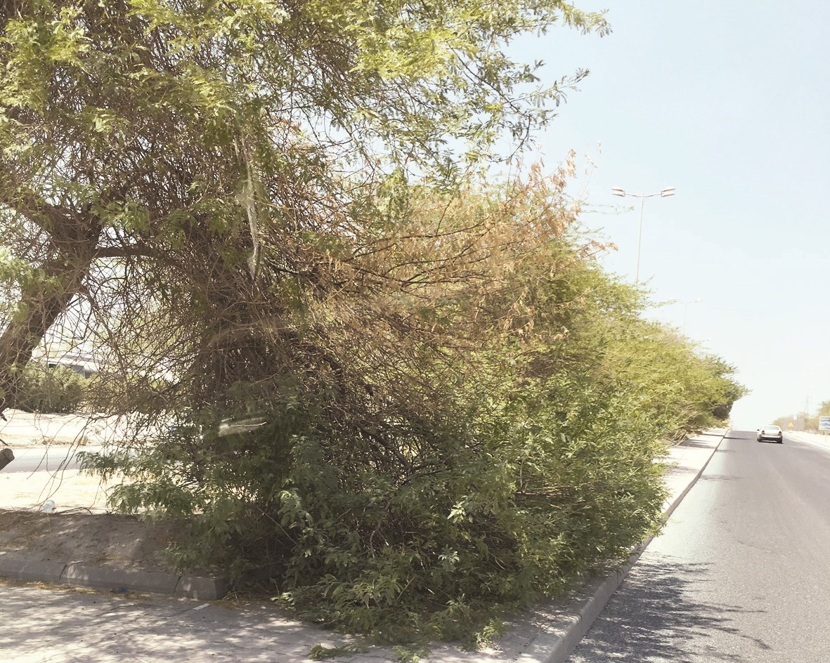 شجرة مالت حتى طالت الأرض لانعدام المتابعة