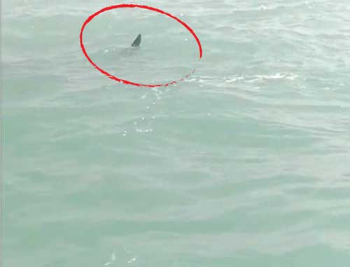 الجرجور سابحاً في مياه الخليج