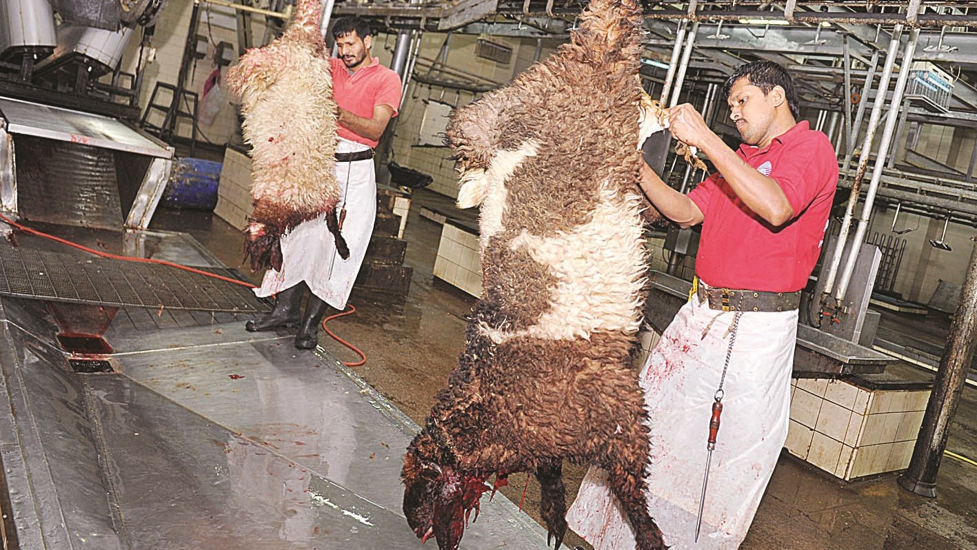 جزاران يتعاملان مع خروفين مفتقدين الأيام الخوالي