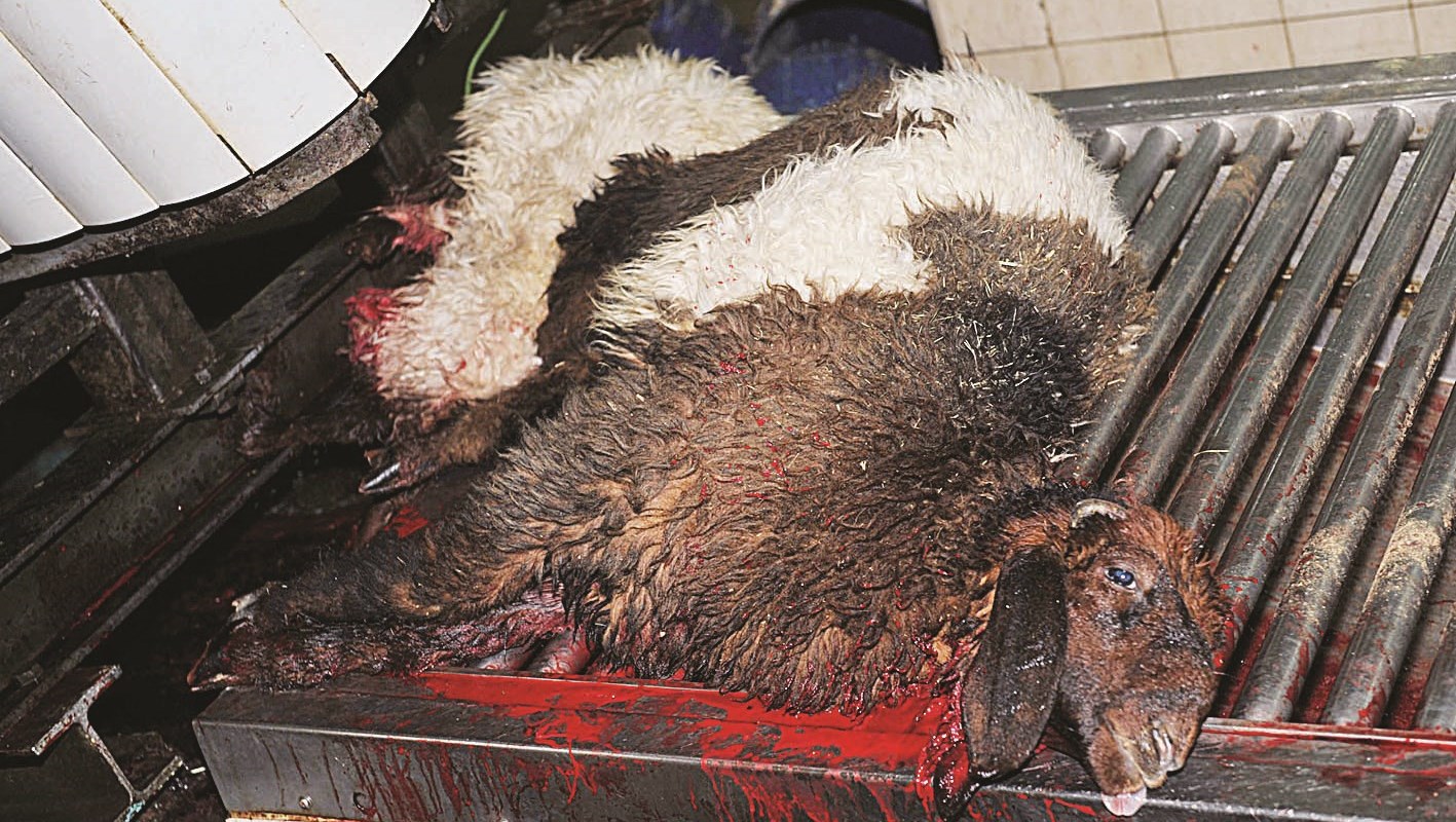 خروف في طريقه إلى السلخ