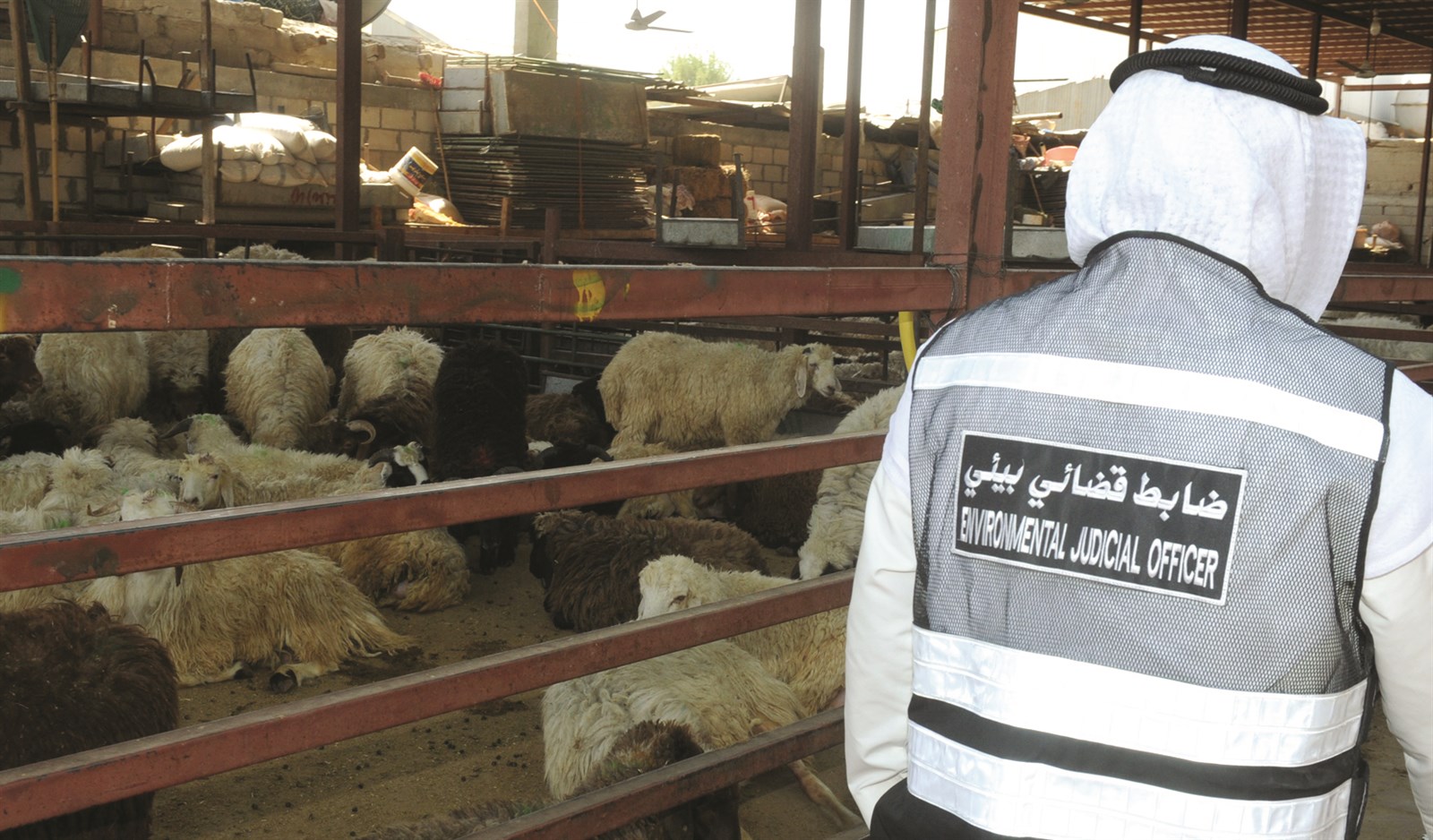 ضابط قضائي يراقب إحدى حظائر الأغنام