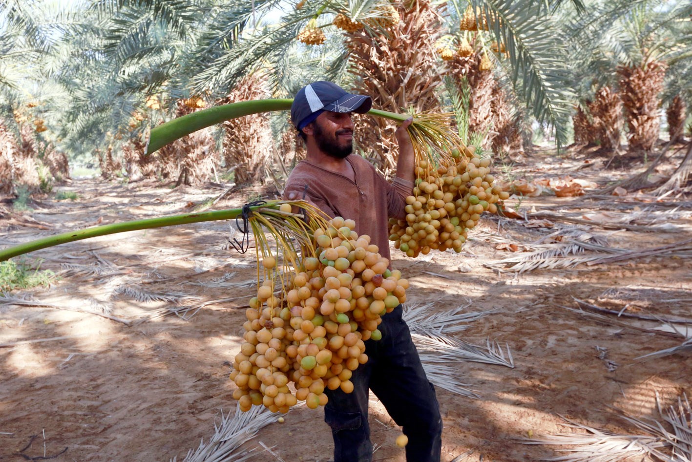 u0645u0632u0627u0631u0639 u0641u0644u0633u0637u064au0646u064a u0641u064a u0645u0632u0631u0639u0629 u0646u062eu064au0644 u0641u064a u0623u0631u064au062du0627  (u0627 u0628)