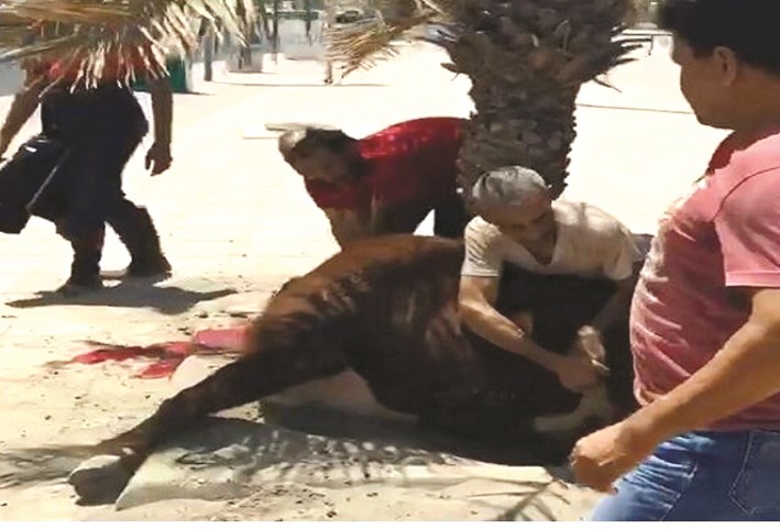 u0627u0644u062bu0648u0631 u0628u0639u062f u0627u0644u0633u064au0637u0631u0629 u0639u0644u064au0647 u0645u0646 u0642u0628u0644 u0630u0627u0628u062du064au0647