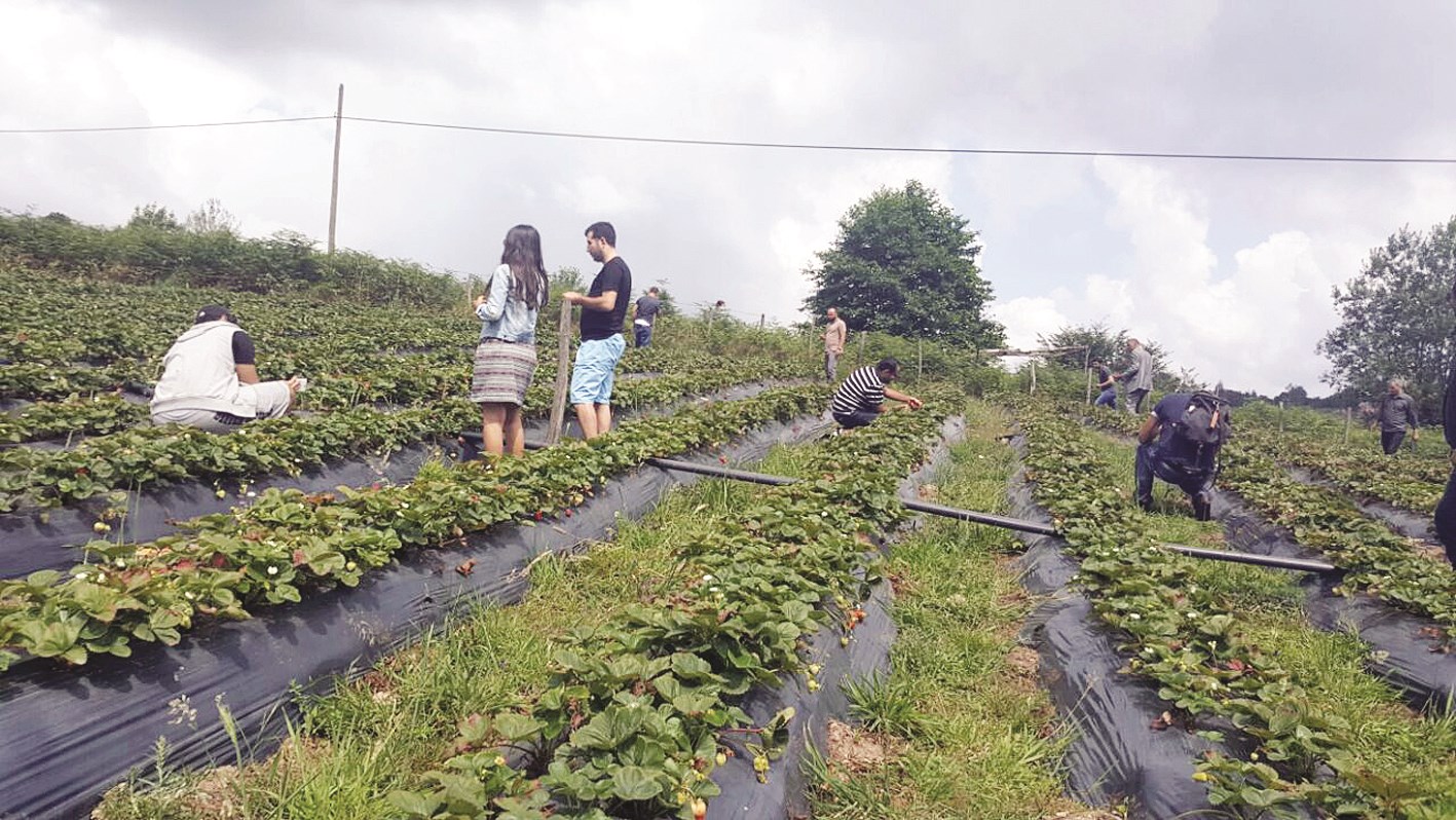 الوفد يتفقد أحد مزارع الفراولة في أوردو