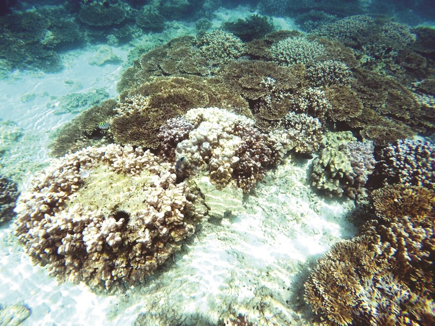 u0645u0633u062au0639u0645u0631u0629 u0634u0639u0627u0628 u0645u0631u062cu0627u0646u064au0629