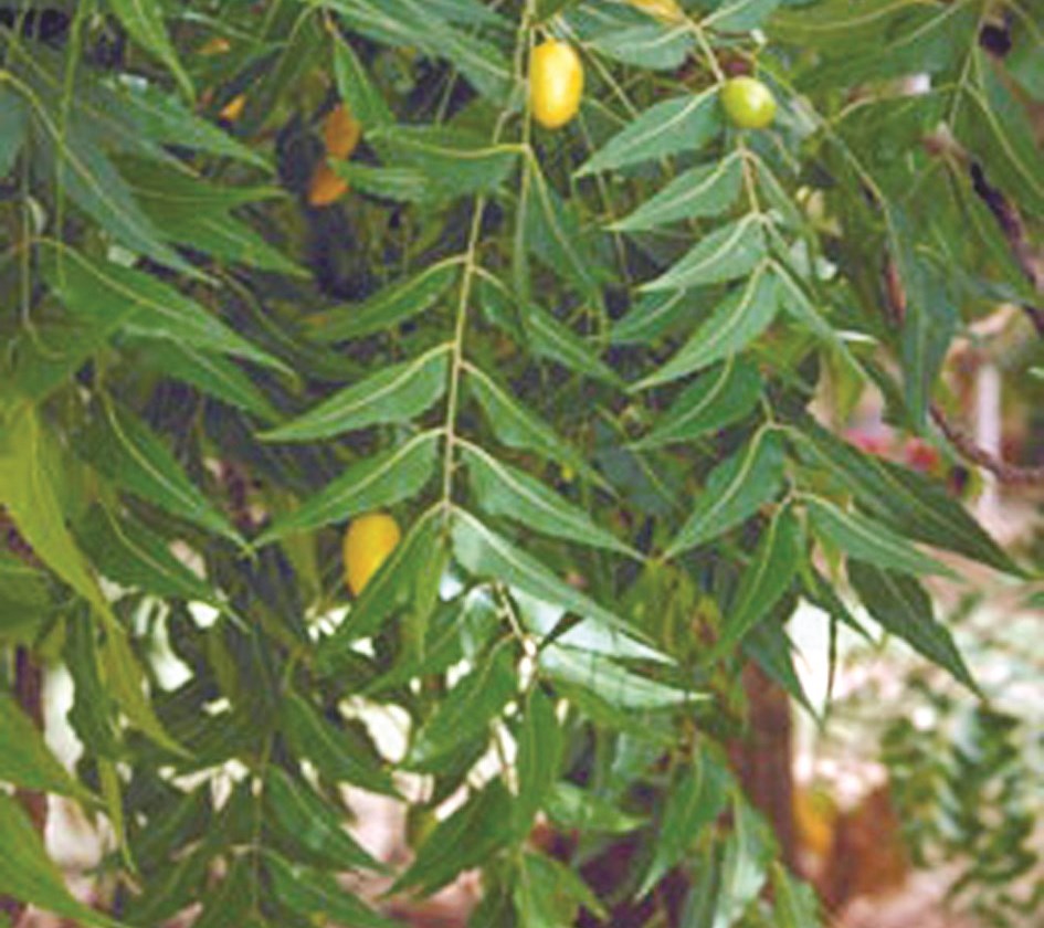 u0634u062cu0631u0629 u0627u0644u0646u064au0645