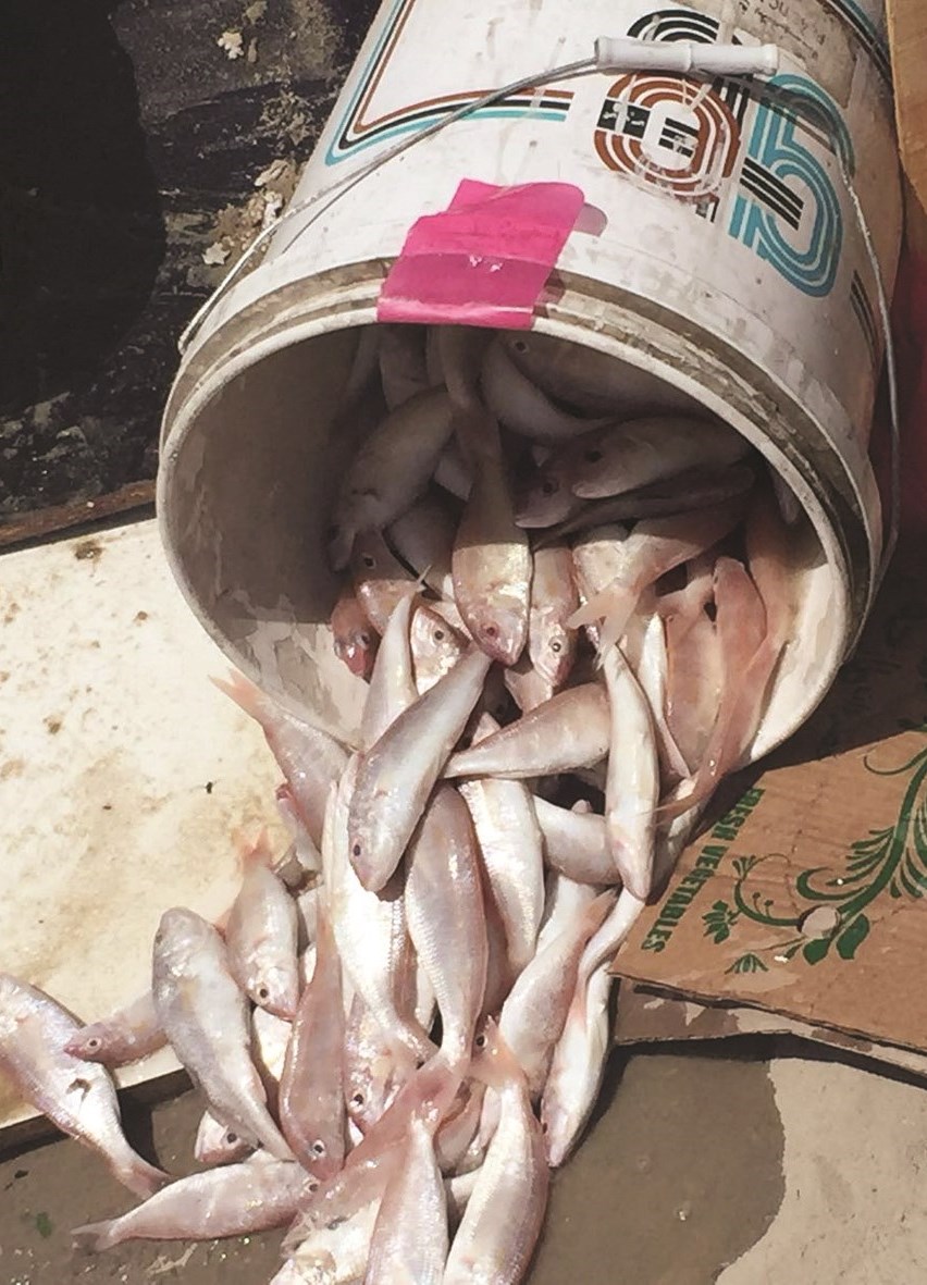 u0633u0645u0643 u0641u0627u0633u062f... u0644u0644u0628u064au0639