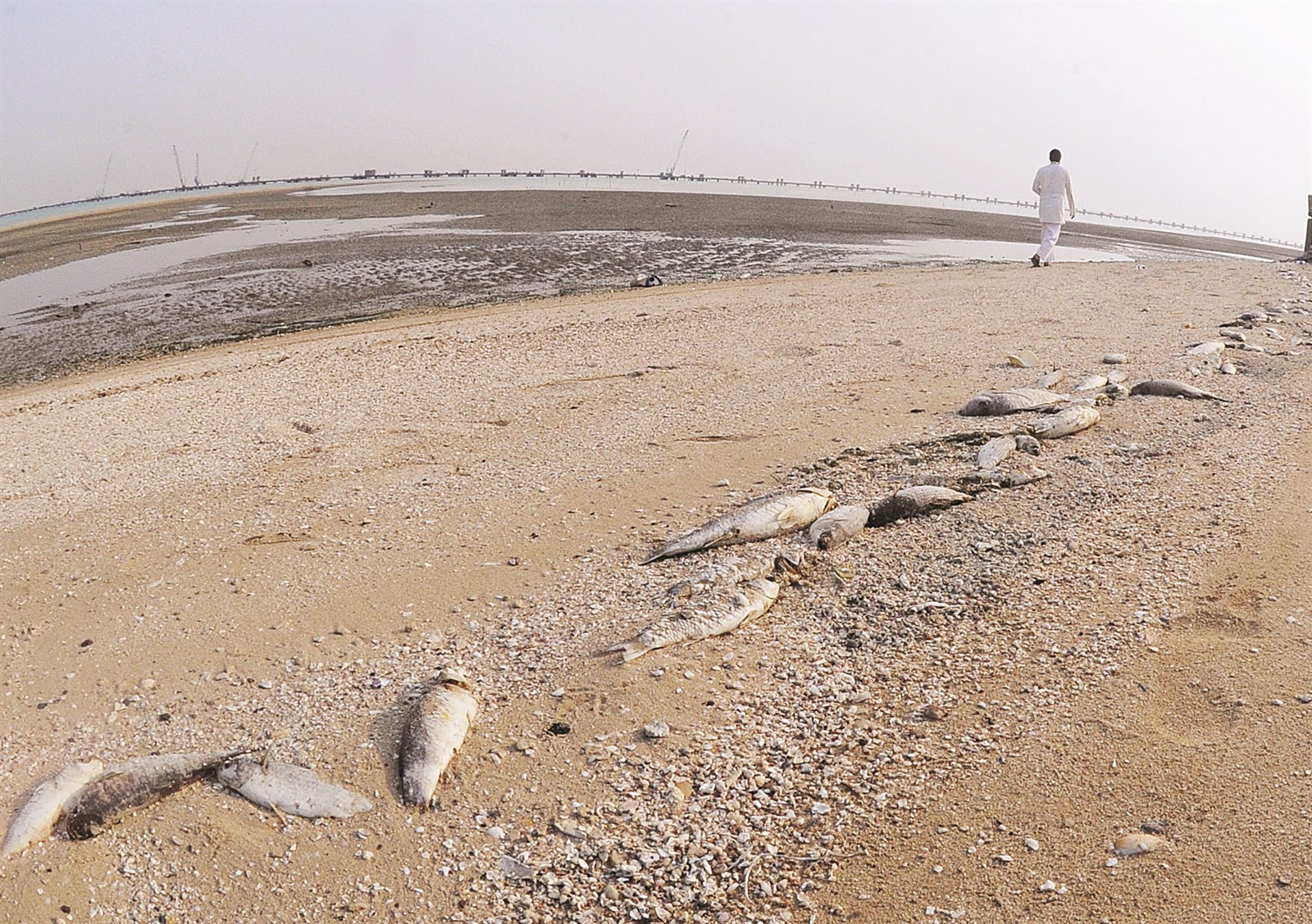 (u062au0635u0648u064au0631 u0632u0643u0631u064au0627 u0639u0637u064au0629)