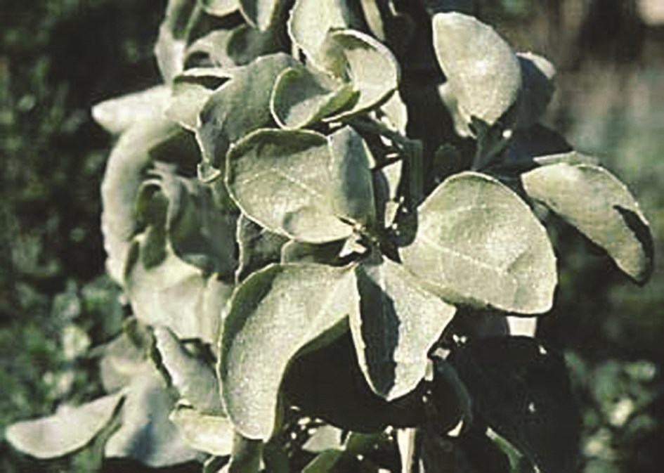 u0646u0628u0627u062a u0627u0644u0631u063au0644