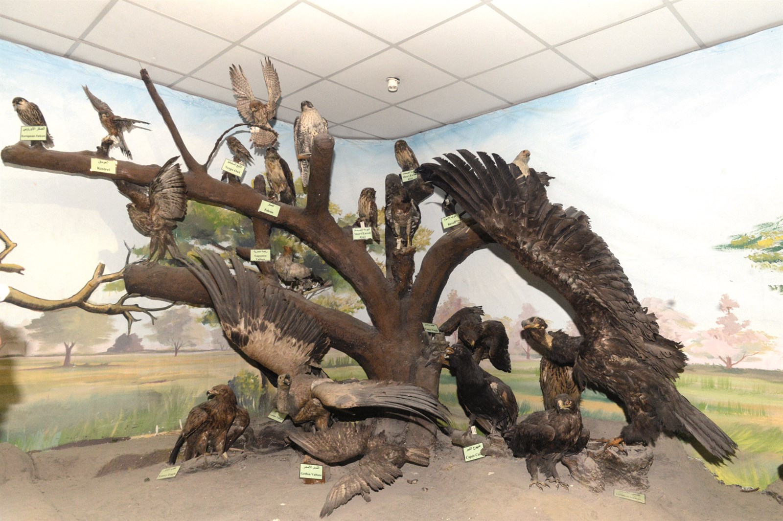 طيور مهددة بالانقراض