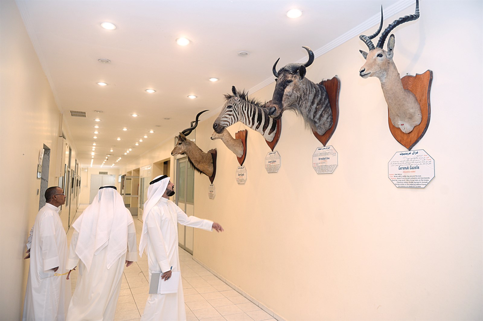 رؤوس حيوانات محنطة في المتحف