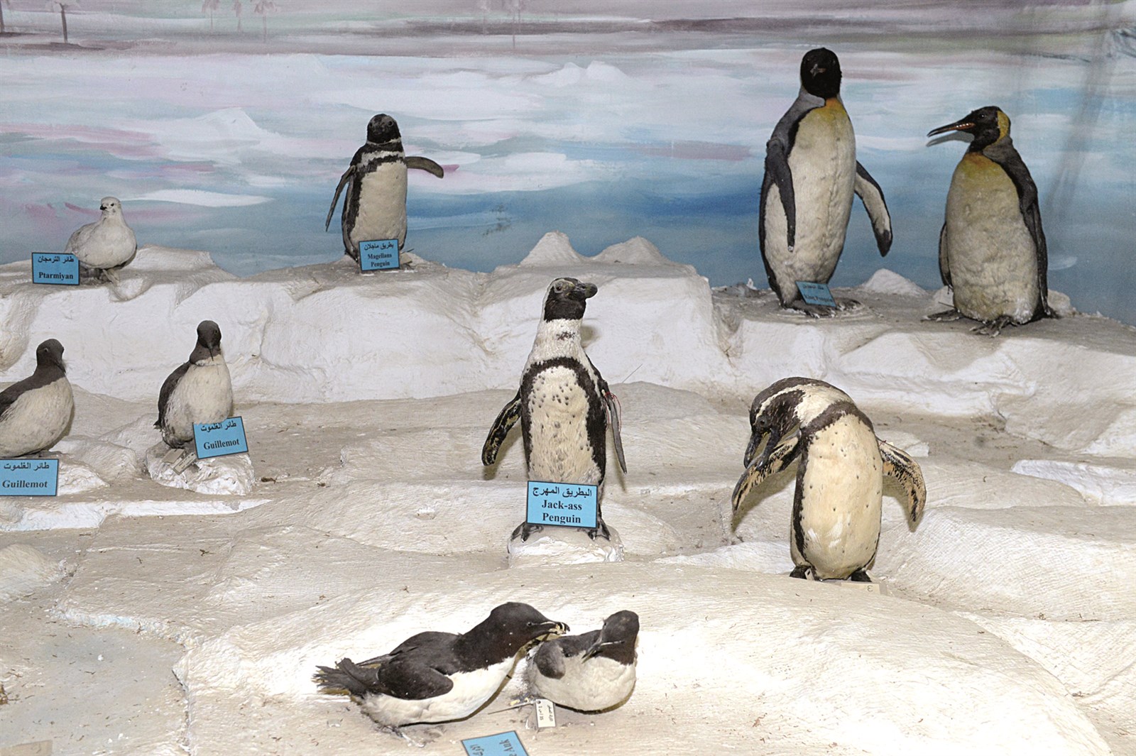 بطاريق في المتحف