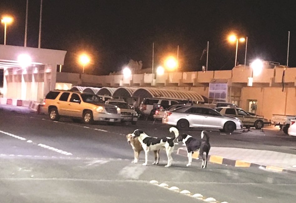 u0643u0644u0627u0628 u062au0631u062au0639 u0628u0644u0627 u062eu0648u0641 u0641u064a u0645u0648u0627u0642u0641 u0645u0646u0641u0630 u0627u0644u0633u0627u0644u0645u064a