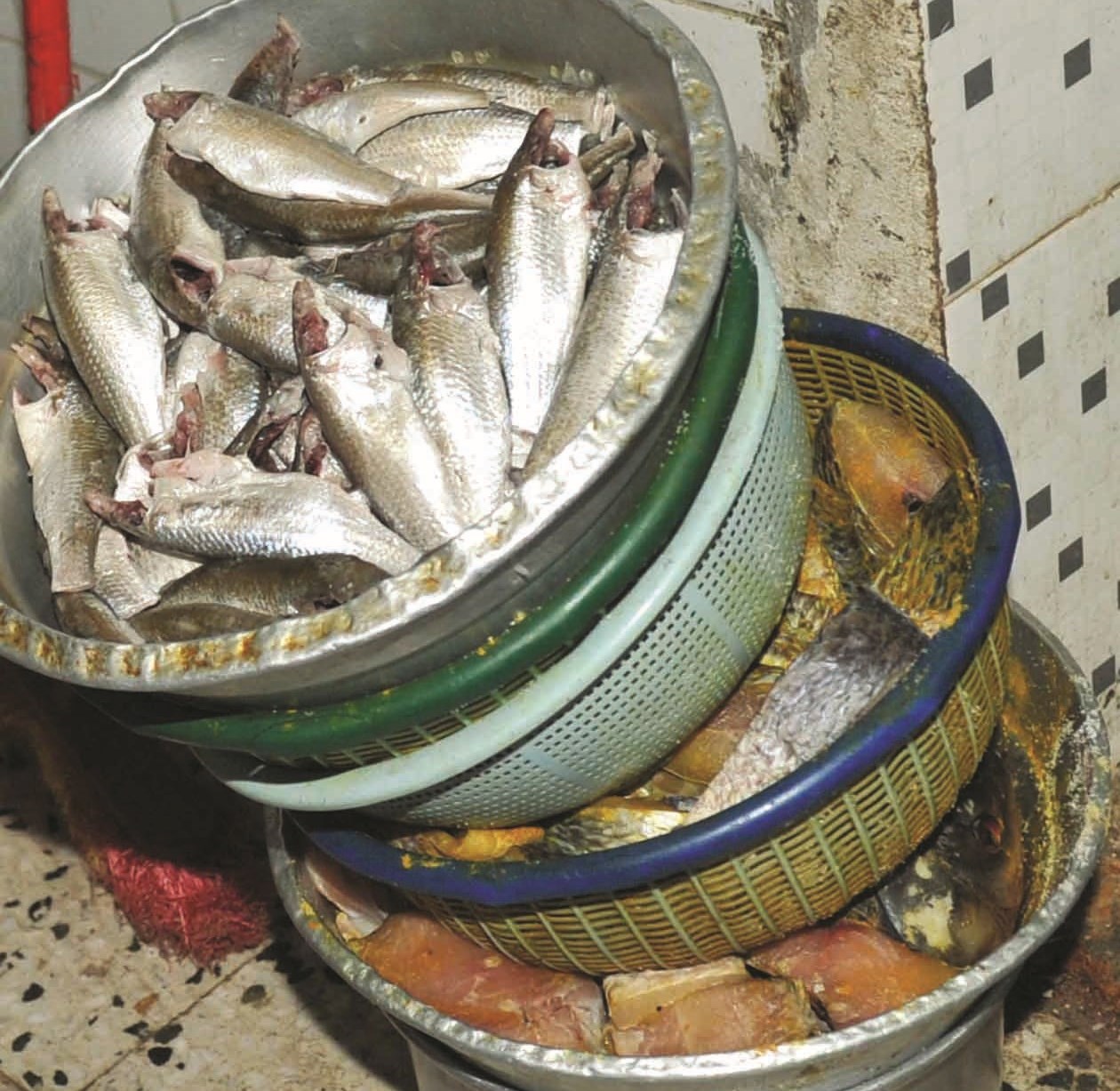 تخزين الأسماك في الهواء الطلق!