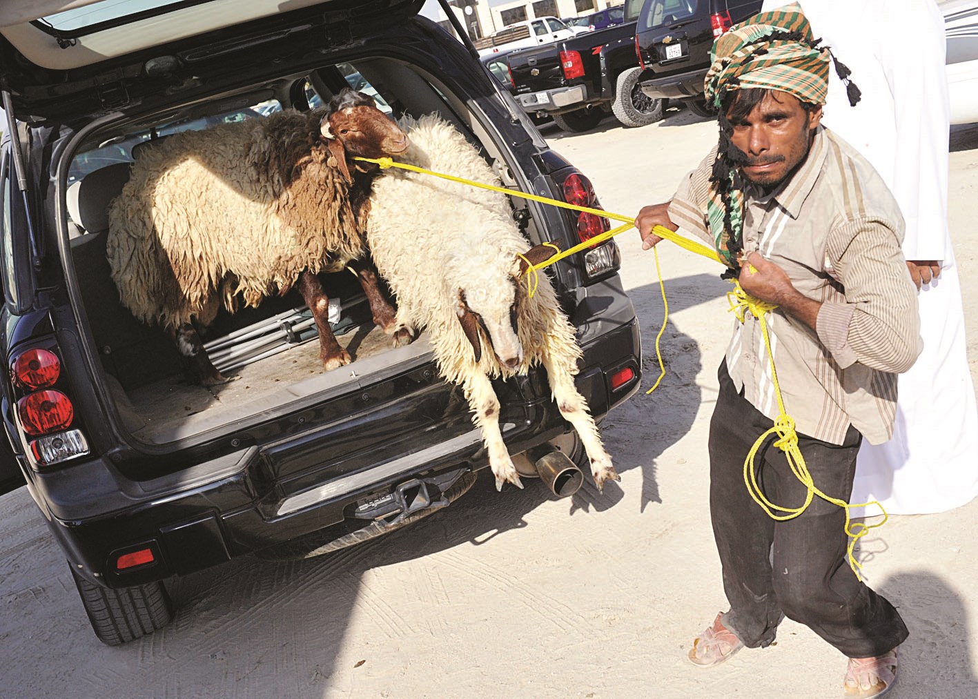 عامل يجر الخرفان إلى المسلخ