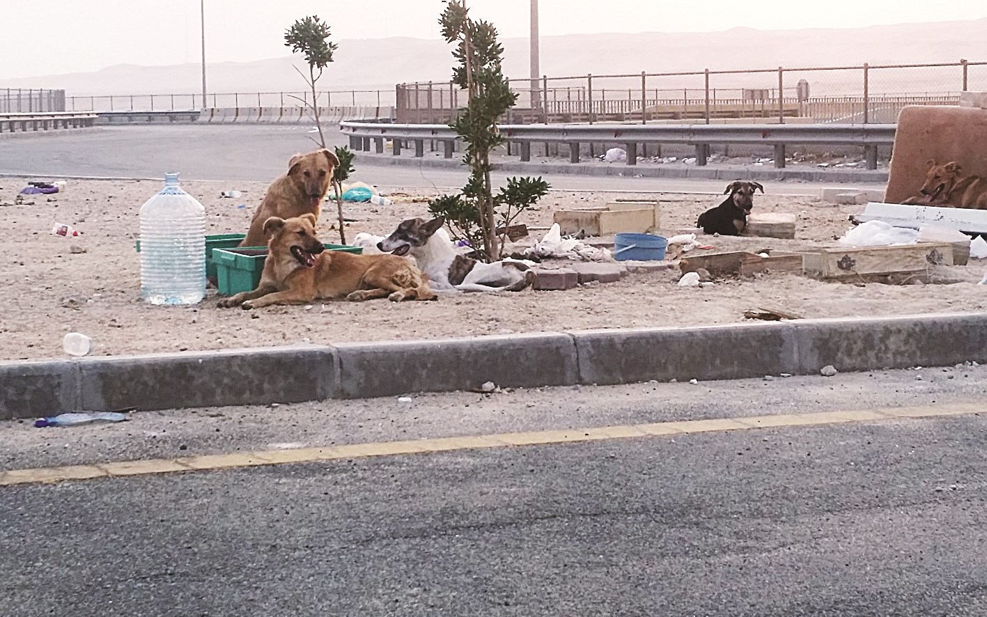 مجموعة من الكلاب اتخذت من الدوار بيتاً