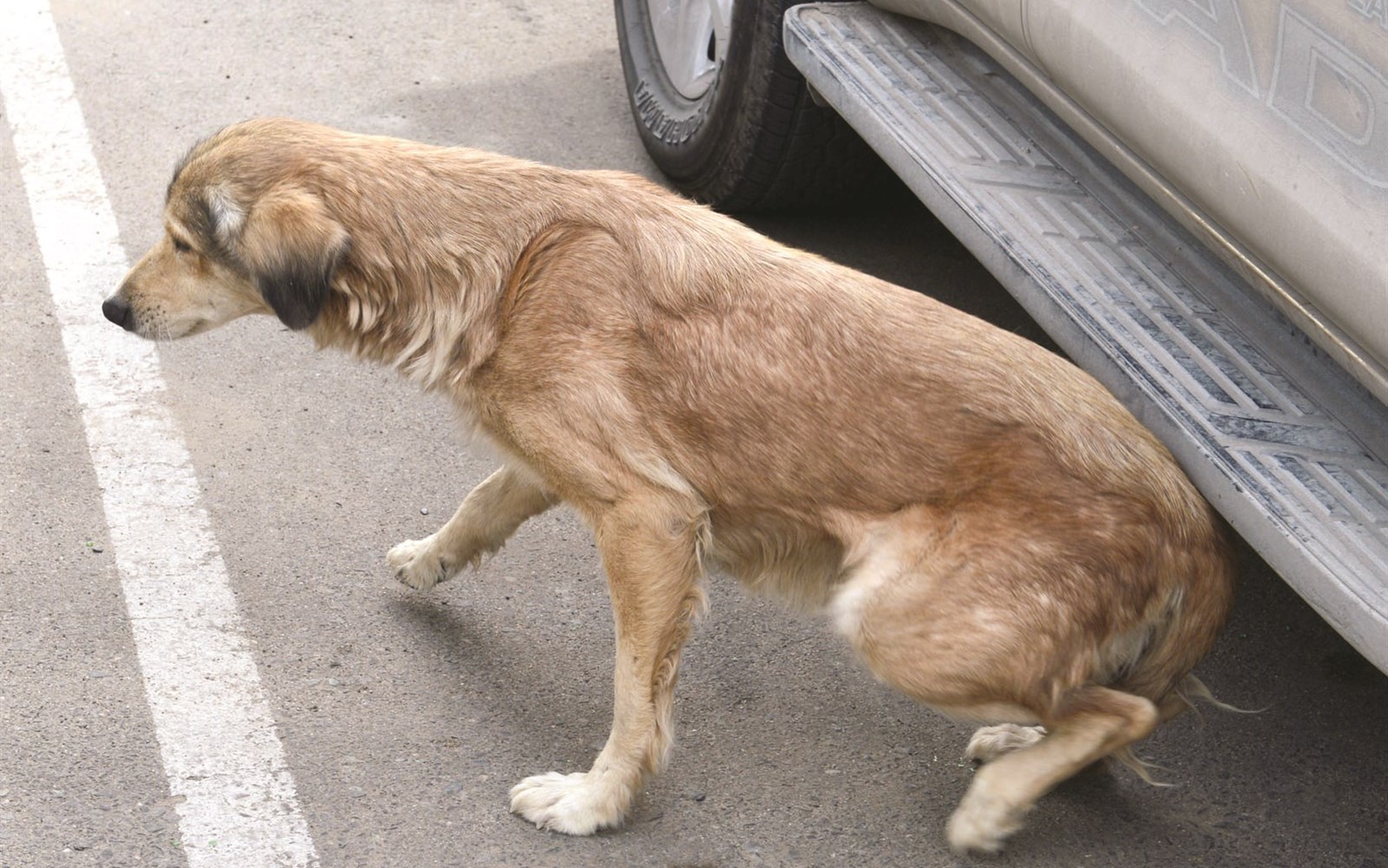 كان أسفل السيارة