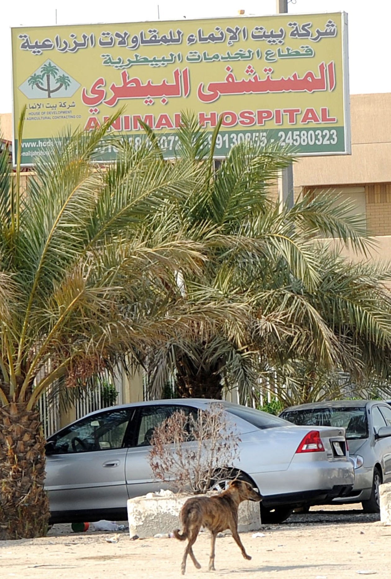 إلى المستشفى البيطري ...