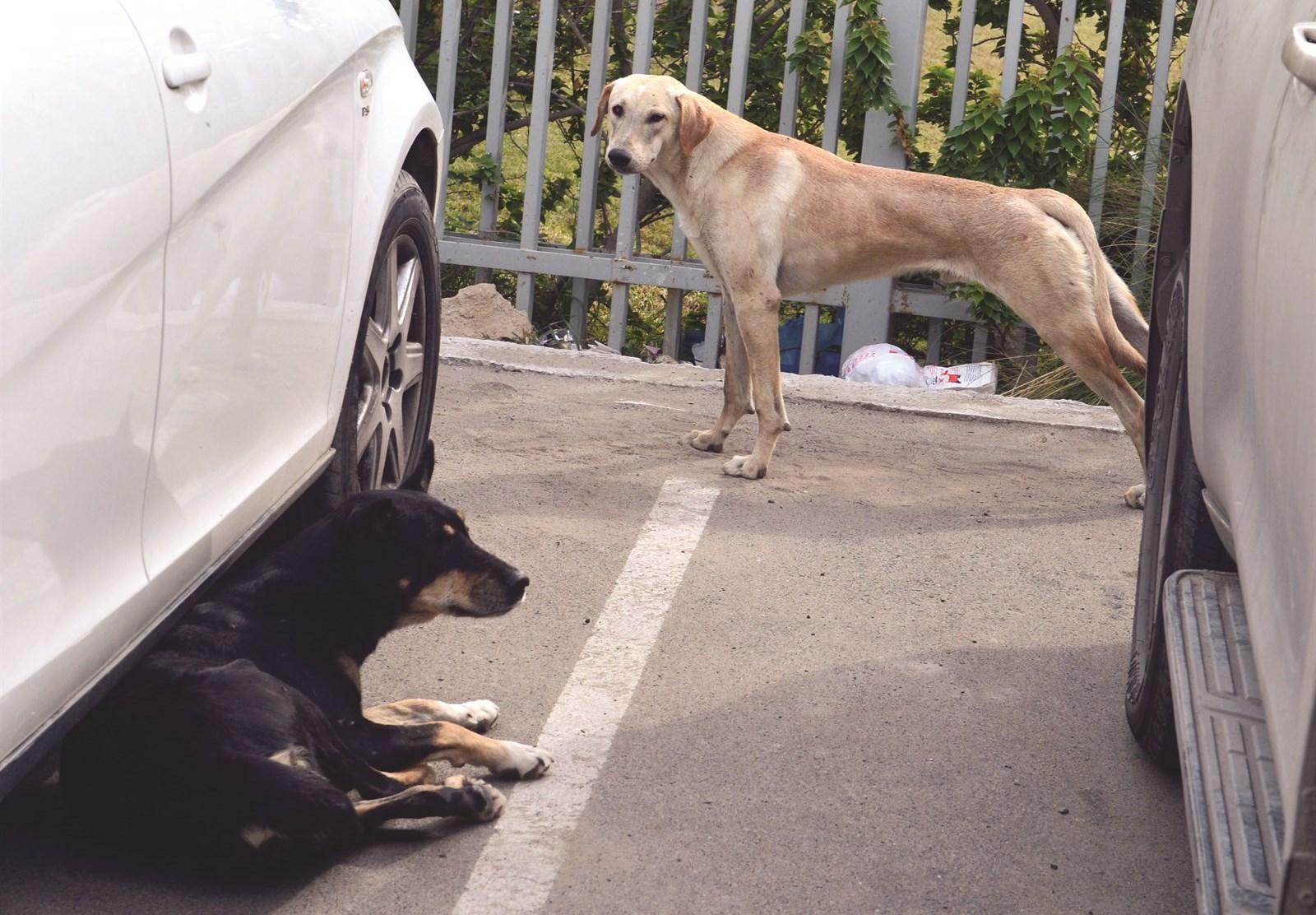 كلبان يستريحان بين السيارات