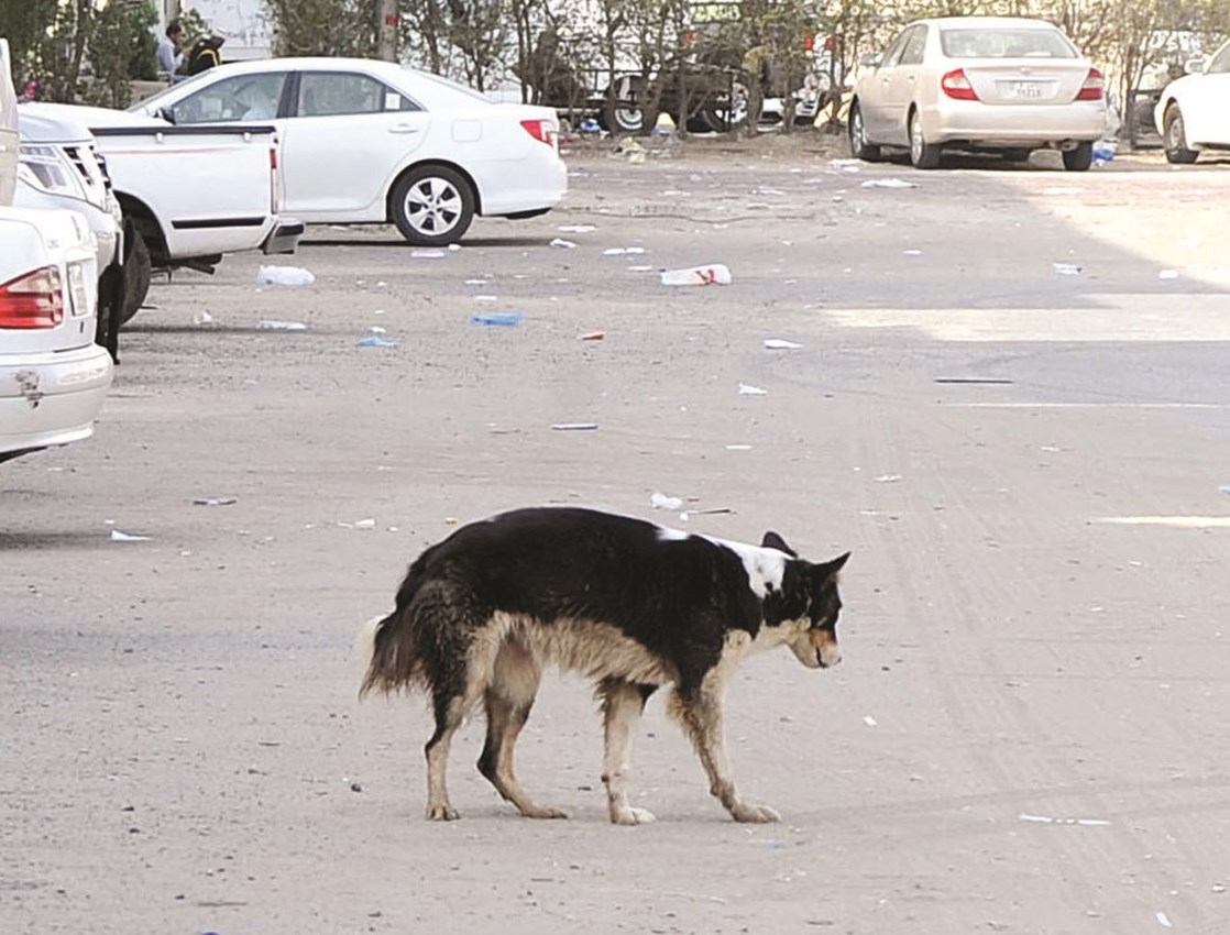 u064au0641u062au0642u062f u0627u0644u0646u0638u0627u0641u0629 ... u0648u0627u0644u0637u0639u0627u0645b(u062au0635u0648u064au0631 u0645u0648u0633u0649 u0639u064au0627u0634 u0648u0646u0627u064au0641 u0627u0644u0639u0642u0644u0629)