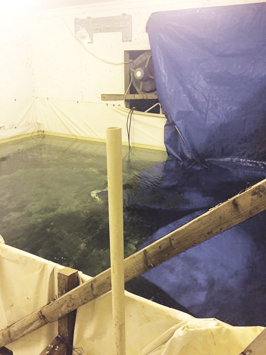 u0645u0633u0628u062d u0645u0644u064au0621 u0628u0627u0644u062eu0645u0648u0631 u00abu0627u0644u0645u0639u062au0642u0629u00bb u0642u0628u0644 u062au062cu0641u064au0641u0647