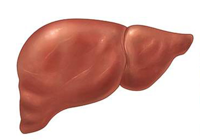 كبد سليمة