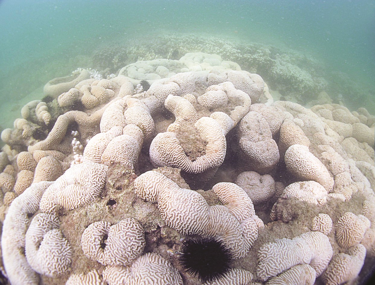 u0627u0644u062au0623u062bu0631 u0648u0627u0636u062d u0641u064a u0627u0644u0634u0639u0627u0628 u0627u0644u0645u0631u062cu0627u0646u064au0629 u0645u0646 u0627u0644u062du0631u0627u0631u0629 u0648u0627u0644u0638u0631u0648u0641 u0627u0644u0645u062du064au0637u0629