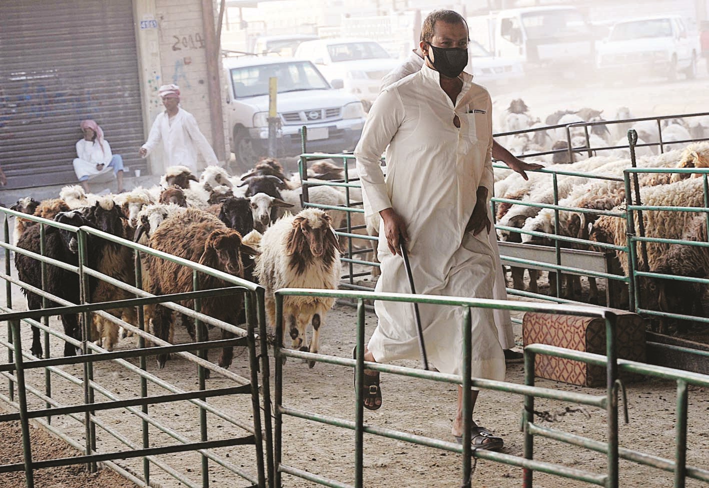 راعٍ «يدل» أغنامه إلى السوق