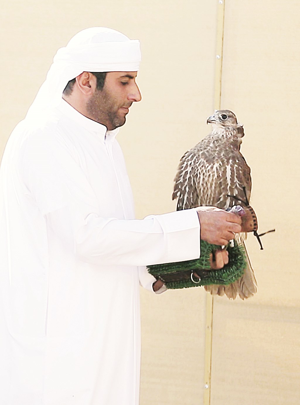 u062au062cu0647u064au0632 u0627u0644u0635u0642u0631 u063au064au062b u0644u0644u0645u0646u0627u0641u0633u0629