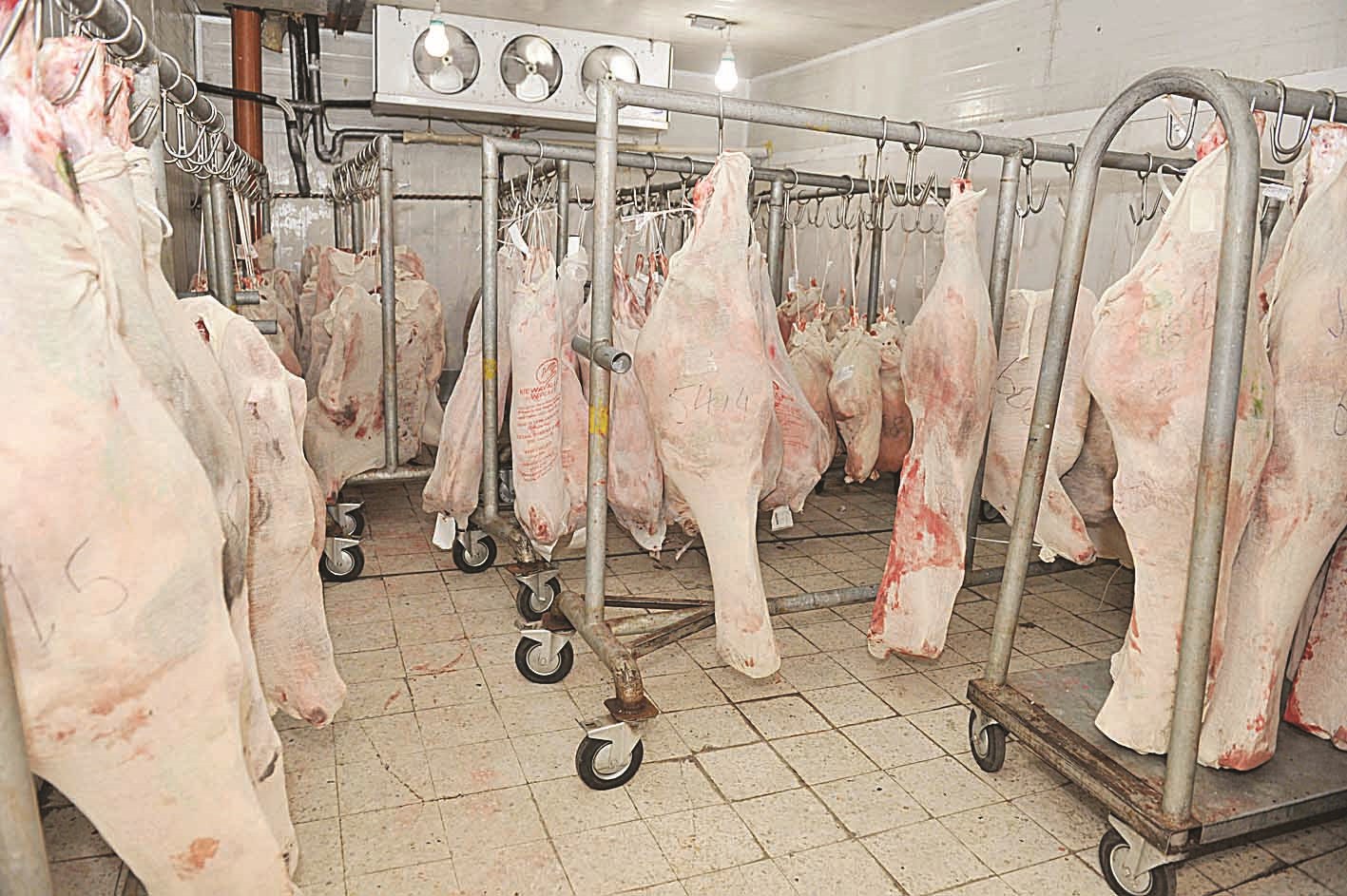 u0627u0644u0644u062du0648u0645 u0641u064a u0623u0633u0648u0627u0642 u0627u0644u0643u0648u064au062a u0633u0644u064au0645u0629 u0648u0644u0627 u0634u064au0621 u064au062eu0627u0644u0641 u0627u0644u0642u0627u0646u0648u0646 (u062au0635u0648u064au0631 u0633u0639u062f u0647u0646u062fu0627u0648u064a)