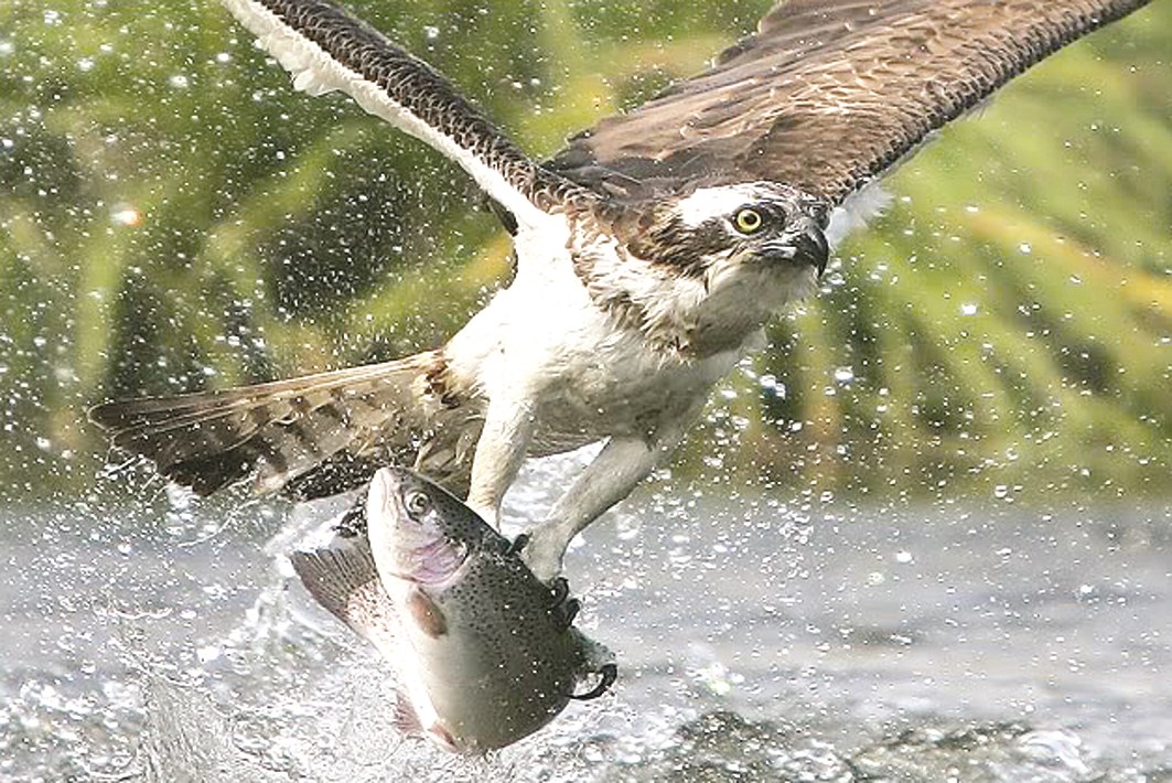 u00abu062au0631u0648u062d u062eu0645u0627u0635u0627 u0648u062au0639u0648u062f u0628u0637u0627u0646u0627u00bb