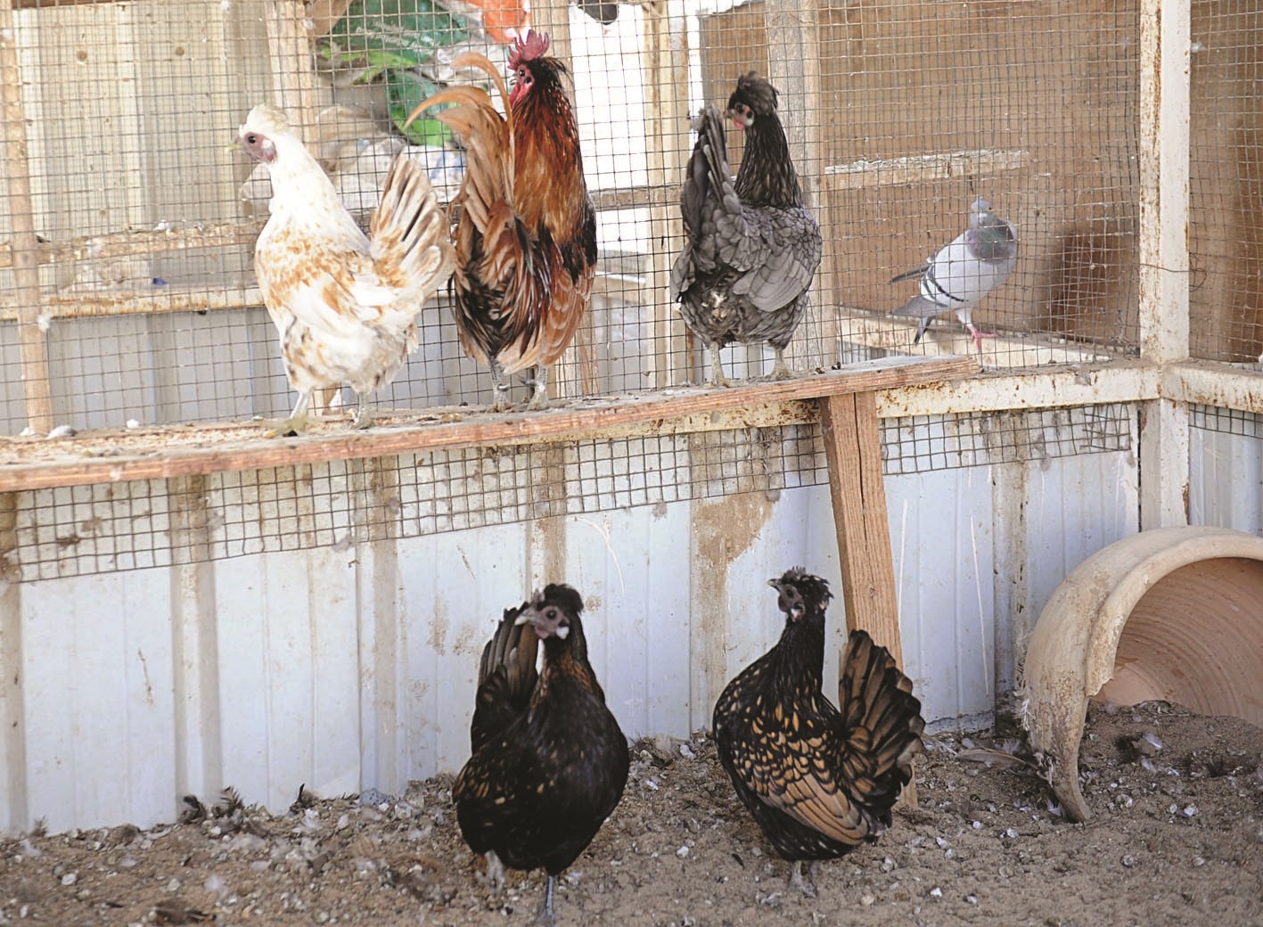 الدجاج في مزارع الصليبية سليم من الانفلونزا