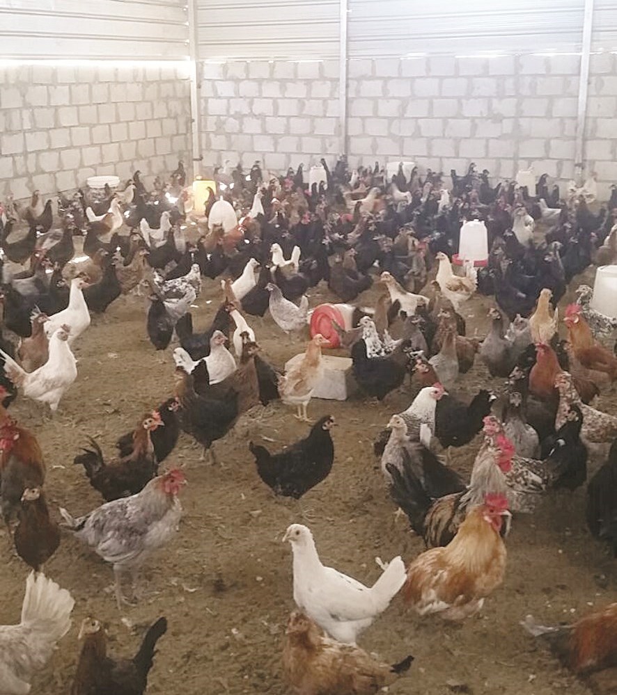 حظيرة دجاج في العبدلي